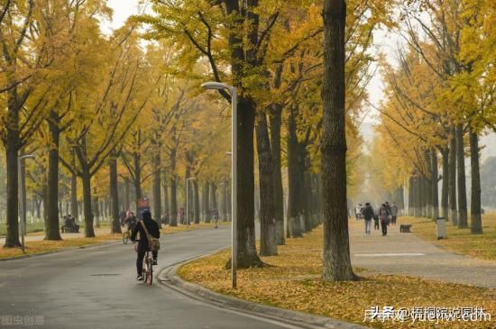 12種常見的行道樹樹種，你家鄉(xiāng)的行道樹是什么(圖2)