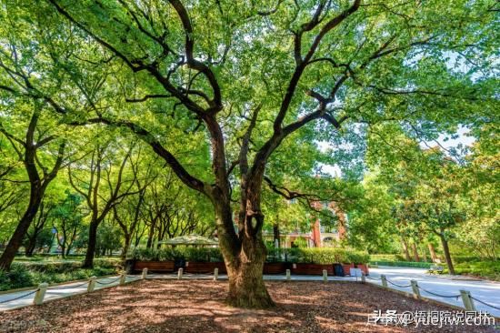 12種常見的行道樹樹種，你家鄉(xiāng)的行道樹是什么(圖3)