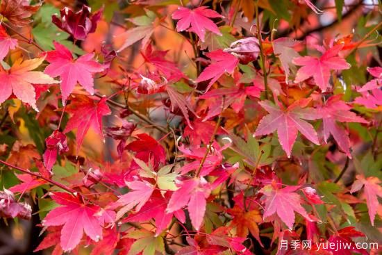 8種具有秋日風情的觀賞苗木，五顏六色和花媲美(圖1)