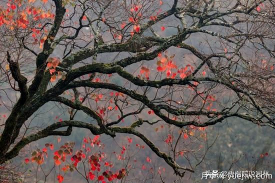 12種常見的行道樹樹種，你家鄉(xiāng)的行道樹是什么(圖5)