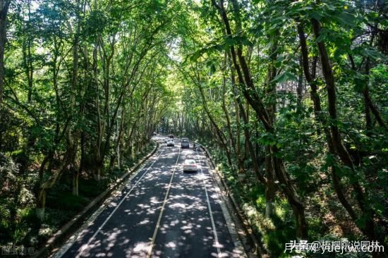 12種常見的行道樹樹種，你家鄉(xiāng)的行道樹是什么(圖6)