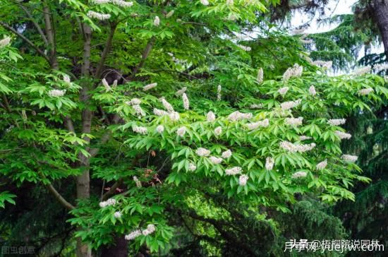 12種常見的行道樹樹種，你家鄉(xiāng)的行道樹是什么(圖9)