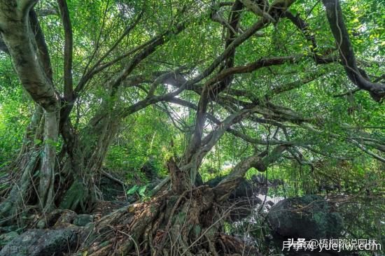 12種常見的行道樹樹種，你家鄉(xiāng)的行道樹是什么(圖11)