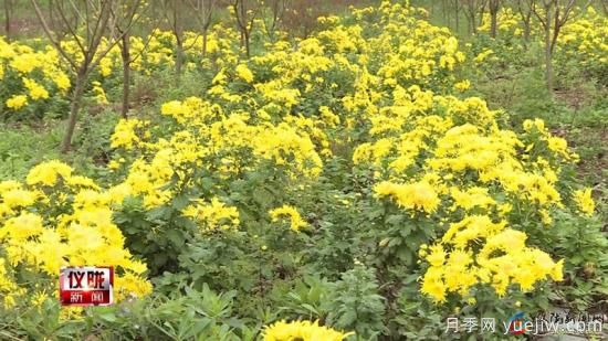 南充儀隴：芭蕉鄉(xiāng)友種植貢菊700畝 朵朵飄香說豐收(圖1)