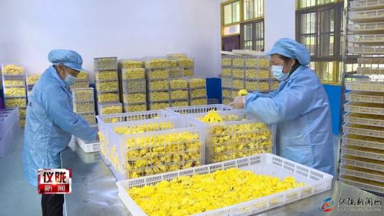 南充儀隴：芭蕉鄉(xiāng)友種植貢菊700畝 朵朵飄香說豐收(圖2)