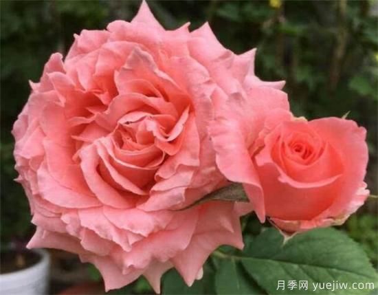 推薦6個勤花且抗病性強的經(jīng)典品種月季(圖6)