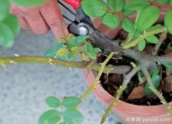 天冷了就給月季修剪？月季具體修剪的時間和方法(圖1)