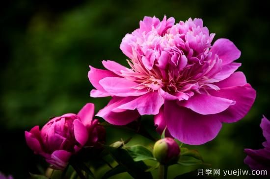 中國本土40個花卉品種介紹，我國是世界花園之母(圖2)