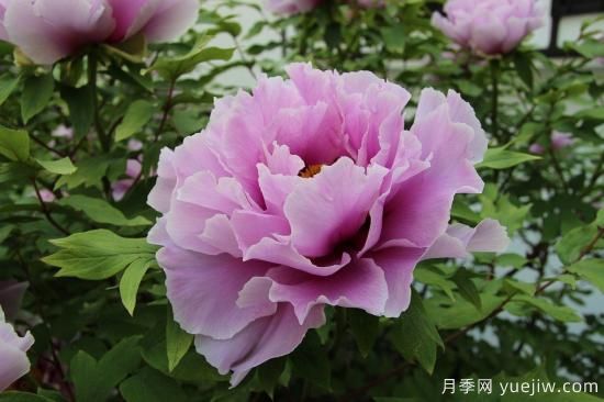 中國本土40個花卉品種介紹，我國是世界花園之母(圖1)