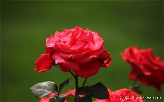 熱門10種月季，開成花海開成瀑布開花不斷(圖1)