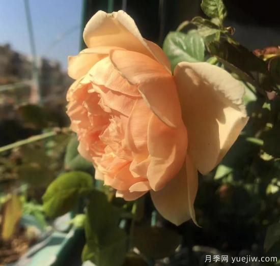 廣東陽臺黨必入5種月季，耐熱又好養(yǎng)(圖1)