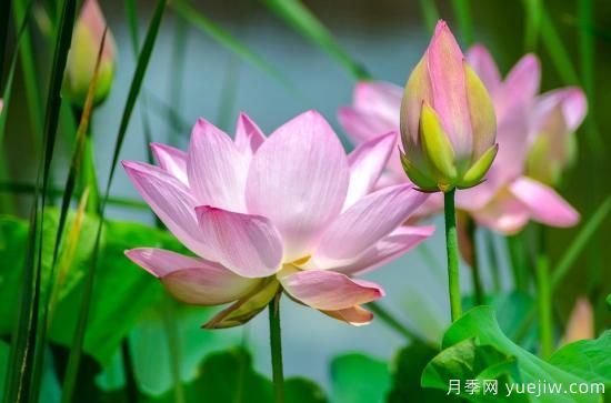 中國本土40個花卉品種介紹，我國是世界花園之母(圖3)