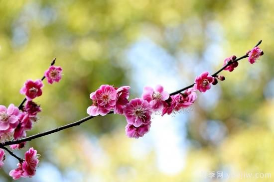 中國本土40個花卉品種介紹，我國是世界花園之母(圖4)