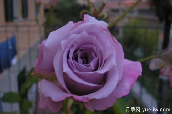 熱門10種月季，開成花海開成瀑布開花不斷(圖2)