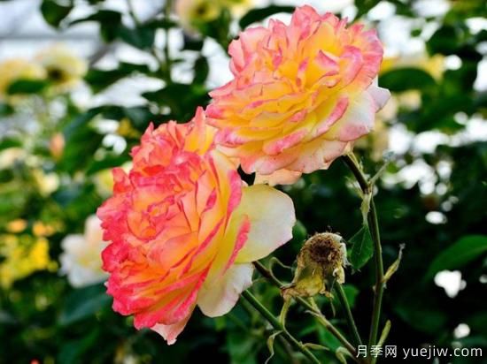 熱門10種月季，開成花海開成瀑布開花不斷(圖3)