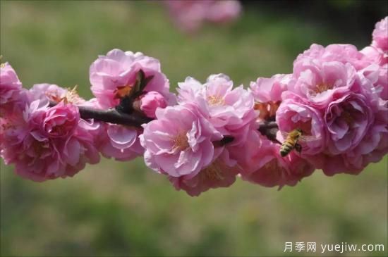 中國本土40個花卉品種介紹，我國是世界花園之母(圖5)