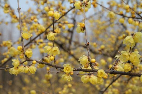 中國本土40個花卉品種介紹，我國是世界花園之母(圖6)