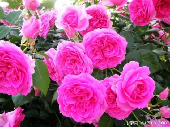 熱門10種月季，開成花海開成瀑布開花不斷(圖5)