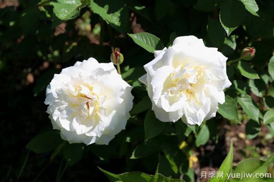 熱門10種月季，開成花海開成瀑布開花不斷(圖6)