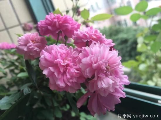 廣東陽臺黨必入5種月季，耐熱又好養(yǎng)(圖3)