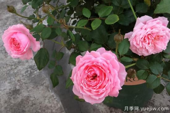 熱門10種月季，開成花海開成瀑布開花不斷(圖7)