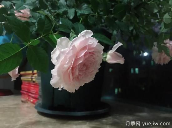 廣東陽臺黨必入5種月季，耐熱又好養(yǎng)(圖2)