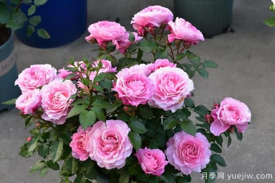 熱門10種月季，開成花海開成瀑布開花不斷(圖8)