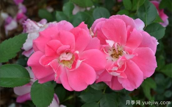 熱門10種月季，開成花海開成瀑布開花不斷(圖9)
