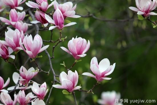 中國本土40個花卉品種介紹，我國是世界花園之母(圖9)