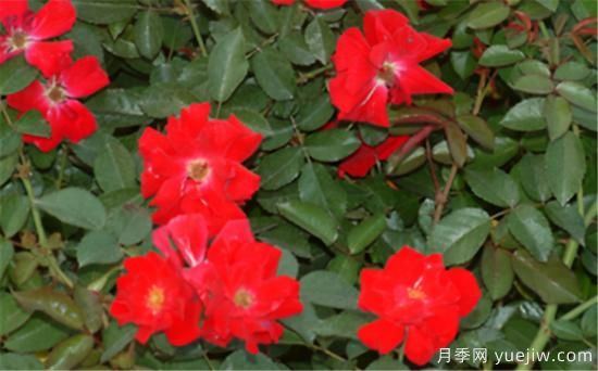 熱門10種月季，開成花海開成瀑布開花不斷(圖10)