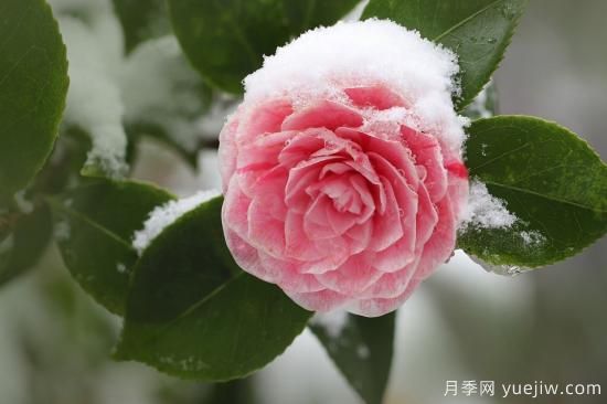 中國本土40個花卉品種介紹，我國是世界花園之母(圖10)