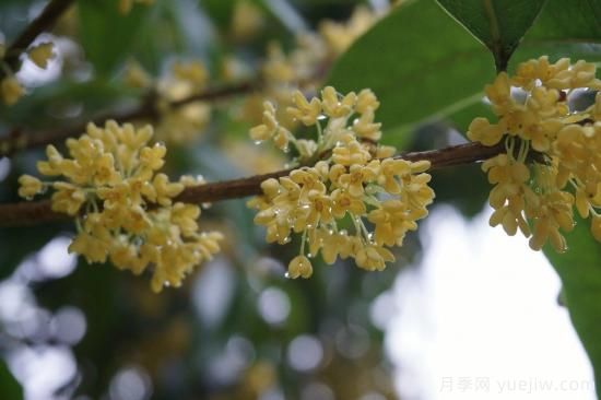 中國本土40個花卉品種介紹，我國是世界花園之母(圖11)