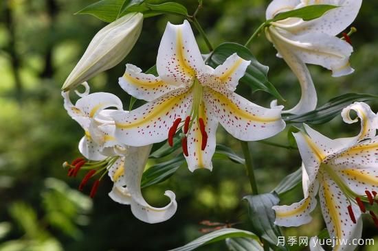 中國本土40個花卉品種介紹，我國是世界花園之母(圖12)