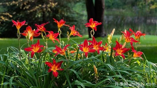 中國本土40個花卉品種介紹，我國是世界花園之母(圖13)