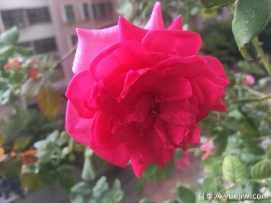廣東陽臺黨必入5種月季，耐熱又好養(yǎng)(圖5)