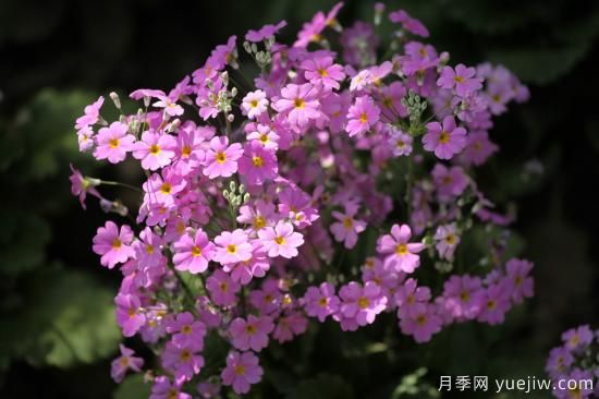 中國本土40個花卉品種介紹，我國是世界花園之母(圖15)