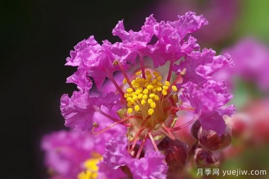 中國本土40個花卉品種介紹，我國是世界花園之母(圖14)