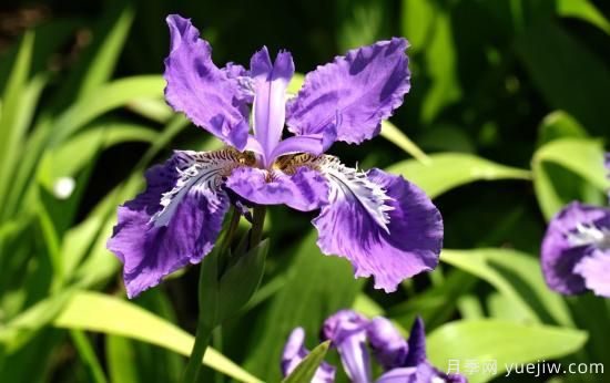 中國本土40個花卉品種介紹，我國是世界花園之母(圖16)