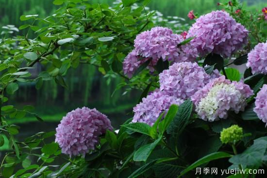 中國本土40個花卉品種介紹，我國是世界花園之母(圖17)
