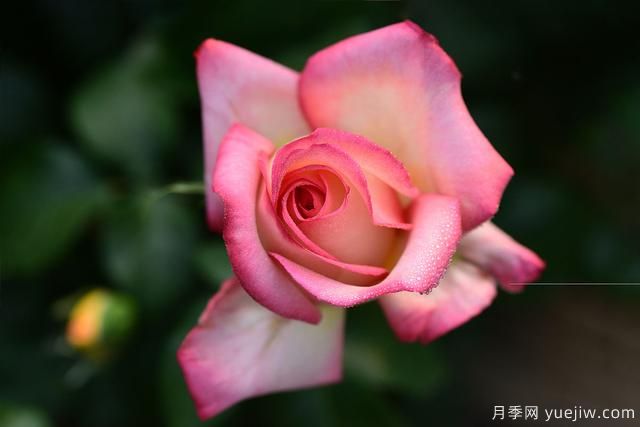 冬季如何養(yǎng)月季花？上肥澆水修剪清園(圖1)