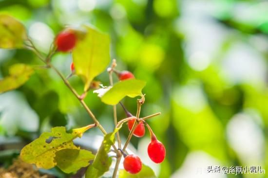 種植哪些藥材前景好？3種中藥材用途廣收益高前景好(圖2)