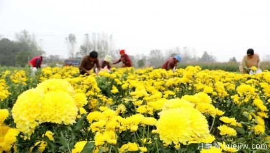 農(nóng)民種植菊花，既能欣賞也能致富發(fā)家(圖2)