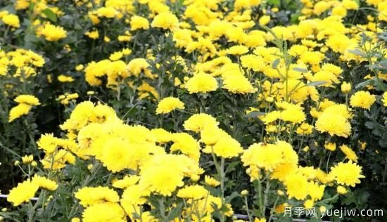 農(nóng)民種植菊花，既能欣賞也能致富發(fā)家(圖3)