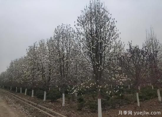 河南11月下半月熱門苗木市場價格一覽(圖1)