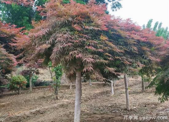 河南11月下半月熱門苗木市場價格一覽(圖2)