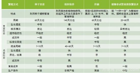 中華紅葉楊，世界唯一的高大喬木彩色速生樹種(圖3)