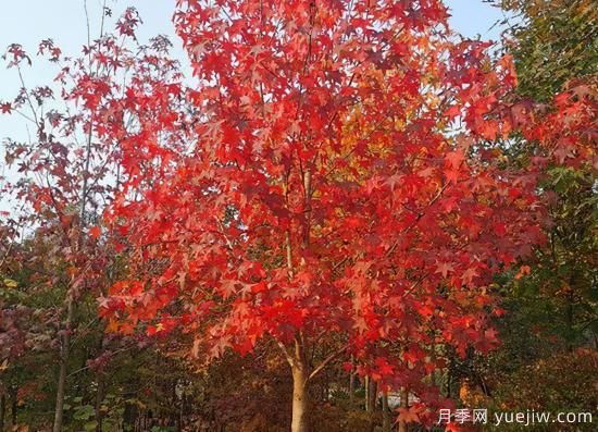 河南11月下半月熱門苗木市場價格一覽(圖4)