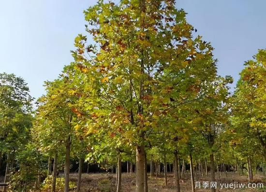 河南11月下半月熱門苗木市場價格一覽(圖6)