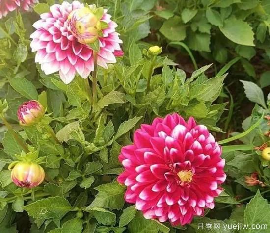 綠化帶里爭(zhēng)奇斗艷的10種秋花(圖7)