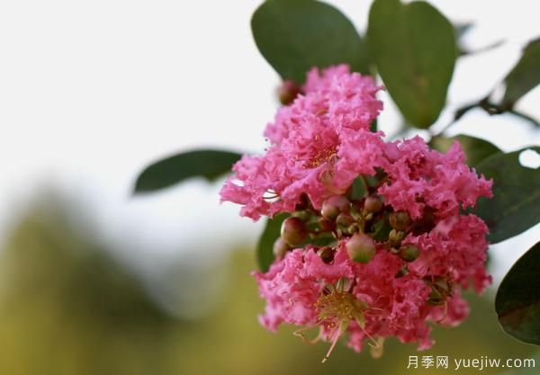 誰說花無百日紅？紫薇就是與眾不同(圖1)